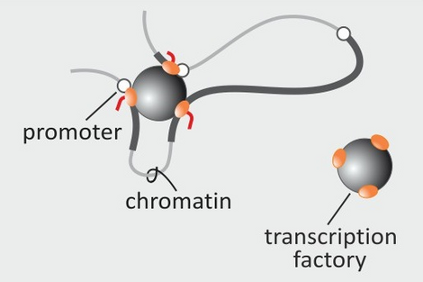 Describtion of the position of the promoter, chromatin and transcription factory